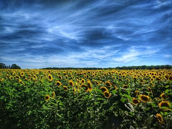 Sunflowers blooming on field against cloudy sky