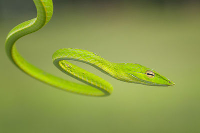 Close-up of green lizard