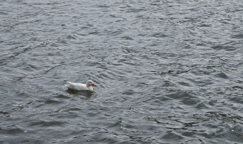 High angle view of seagull swimming in lake