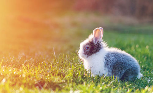 View of a rabbit on field