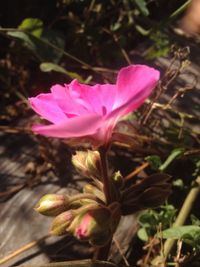 Close-up of pink flower blooming outdoors