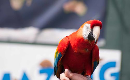 Close-up of a parrot perching on hand