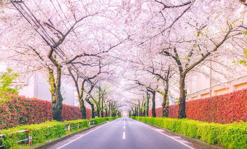 A row of cherry trees