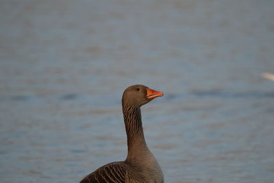 Close-up of a graylag goose  in lake