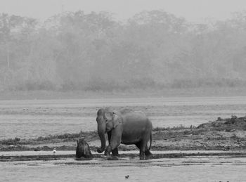 Side view of elephant family in muddy water