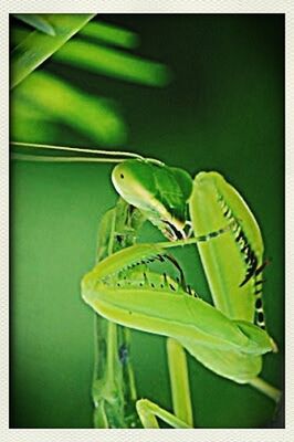 green color, transfer print, auto post production filter, close-up, leaf, indoors, green, plant, focus on foreground, no people, selective focus, water, day, nature, growth, still life, glass - material, freshness, transparent