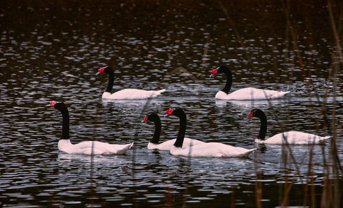 Swans swimming in lake