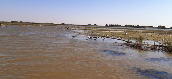 View of birds in water against clear sky