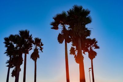 Low angle view of coconut palm trees against blue sky