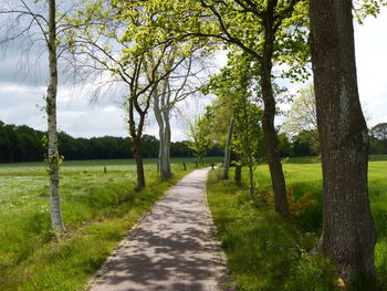 Footpath amidst trees in park