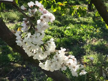 Close-up of white flowers on tree