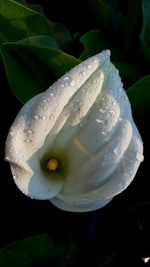 Macro shot of water drops on flower