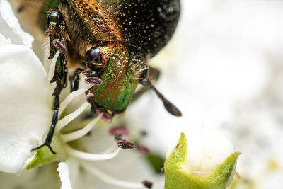 Close-up of insect on a flower