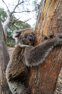 Koala at great otway national park
