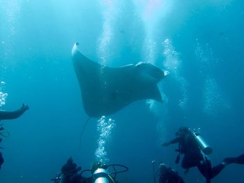 Scuba divers swimming under manta ray in blue sea