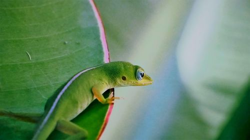 Close-up of green lizard