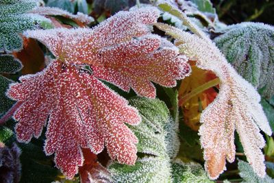 Close-up of plants