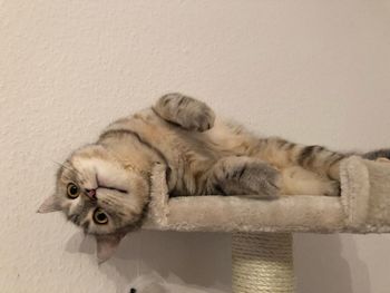 Cat sleeping on wall