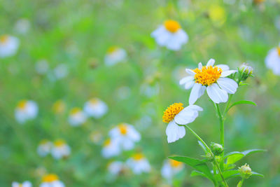 Close-up of yellow cosmos flowers blooming on field