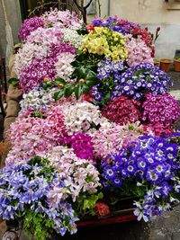 Flowers growing in store