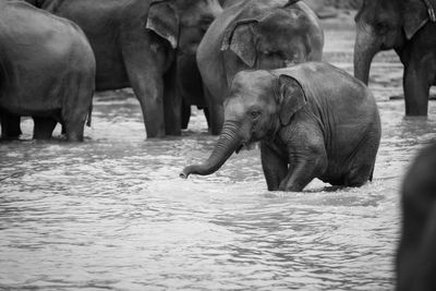 View of elephant in water