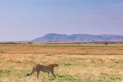 Cheetah walking on the grassland savannah in maasai mara national game reserve park narok county  