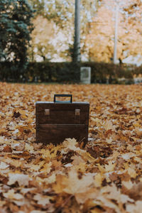 Fallen leaves on field during autumn