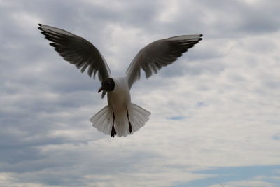 Low angle view of bird flying against cloudy sky