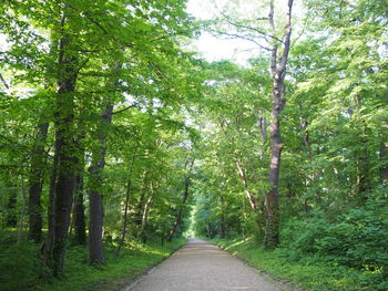 Empty road amidst trees in forest