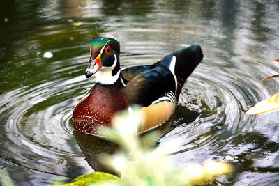 Close-up of duck swimming in lake