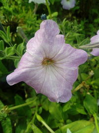 Close-up of hibiscus blooming outdoors