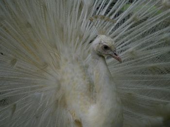 Close-up of bird