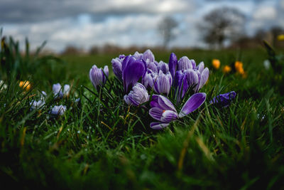 Close-up of purple crocus flowers on field