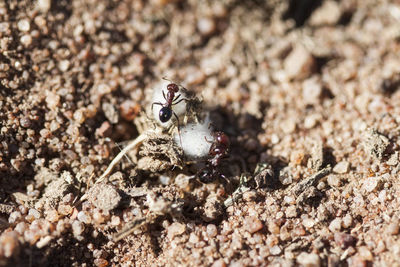 Close-up of insect