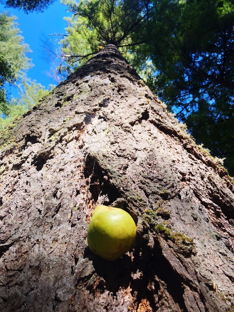 CLOSE-UP OF APPLES ON TREE