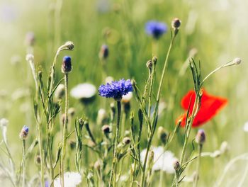 Close-up of purple flowering plants on field