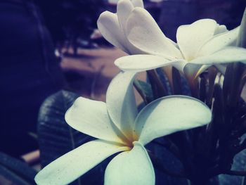 Close-up of white flowers blooming outdoors