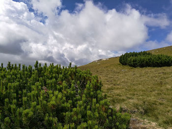 Panoramic shot of trees on field against sky