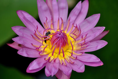 Close-up of bee on pink flower