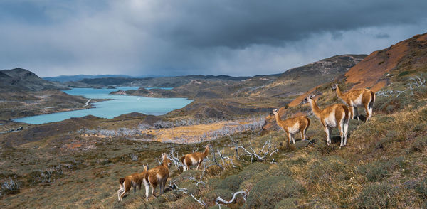 Panoramic view of a horse on land