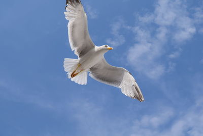 Low angle view of seagull flying in sky