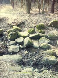 Rocks in forest