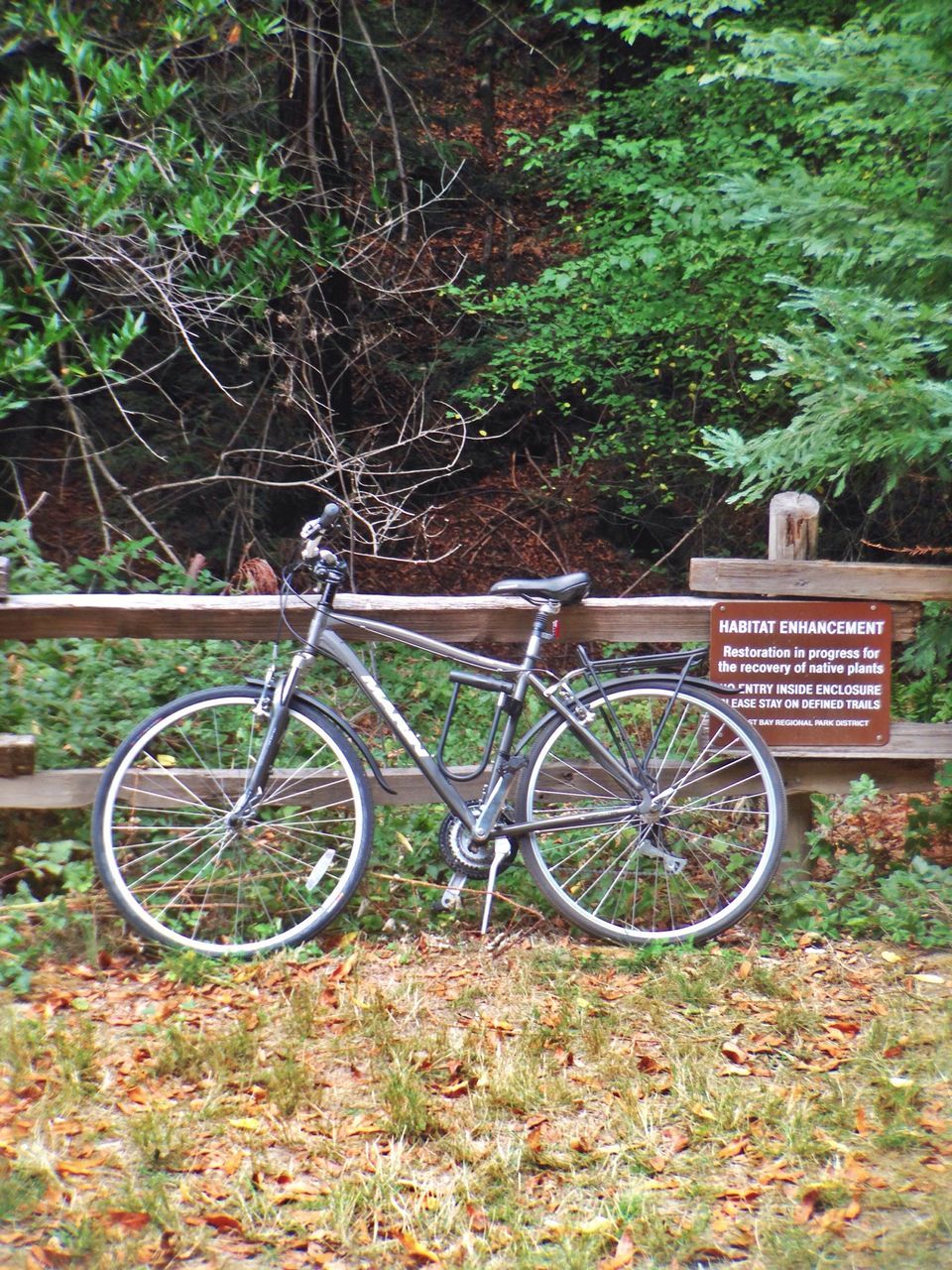 bicycle, transportation, mode of transport, land vehicle, stationary, parked, parking, tree, cycle, wheel, leaning, day, travel, plant, no people, outdoors, grass, growth, bicycle basket, nature