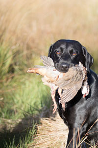 Portrait of black dog on land