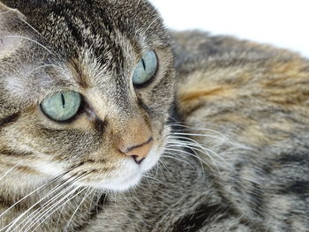 Close-up portrait of cat