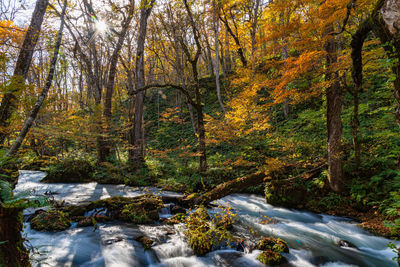 River flowing amidst trees in forest during autumn