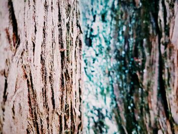 Close-up of tree trunk