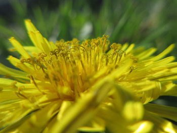 Close-up of yellow flowering plant