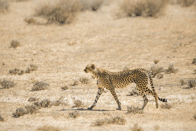 View of tiger running