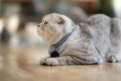 Close-up of a cat looking away